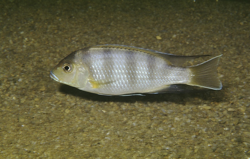 Pseudotropheus livingstonii 'Senga Bay'